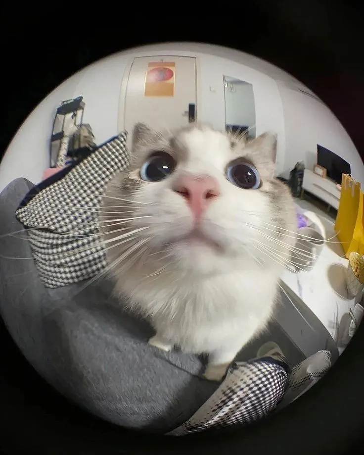 Funny cat Dp