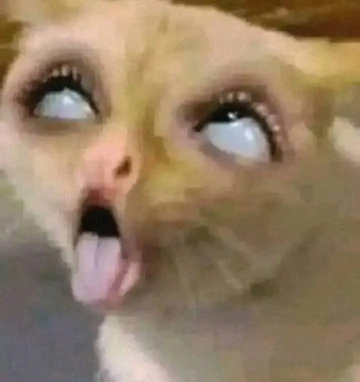 Meme cat dp cartoon