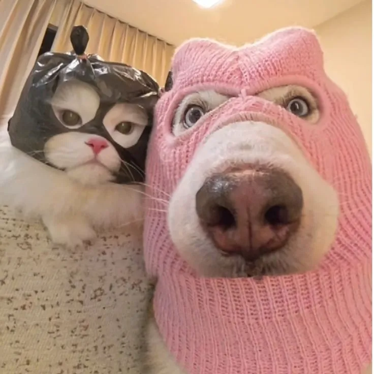 aesthetic aesthetic profile picture meme cat dp