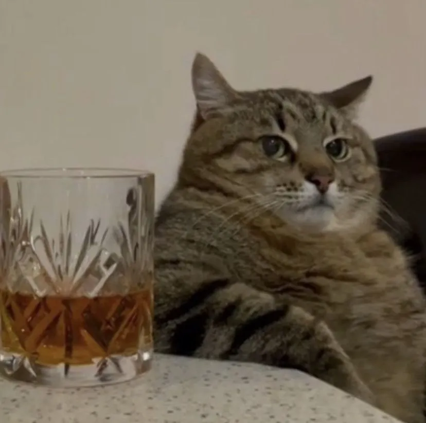 aesthetic cat meme dp