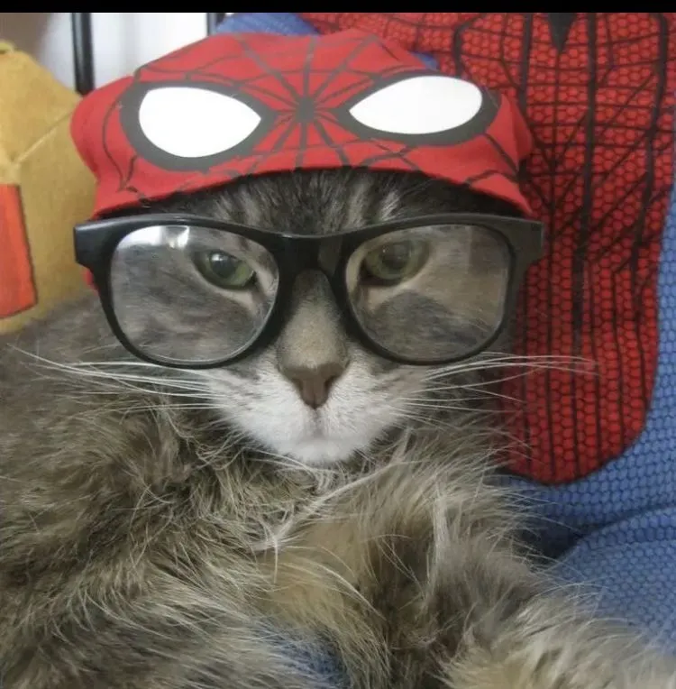 aesthetic profile picture meme cat dp