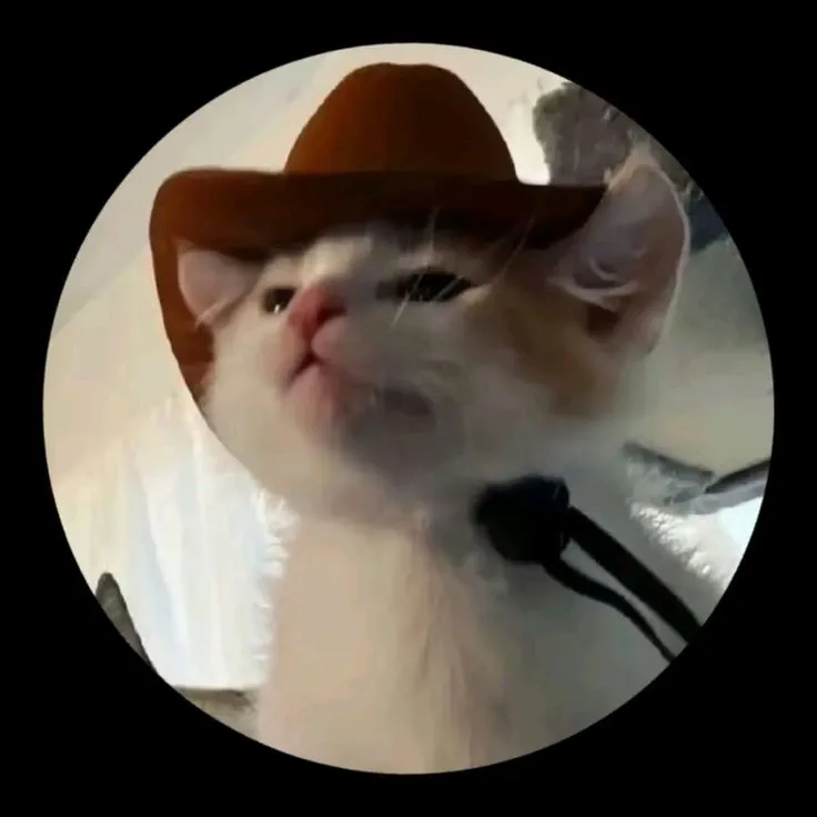 cute profile picture meme cat dp