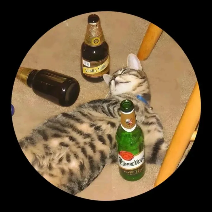 funny cute profile picture meme cat dp