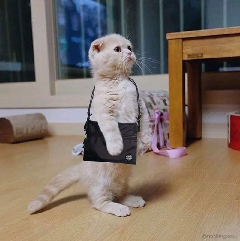 funny pfp meme cat dp for instagram