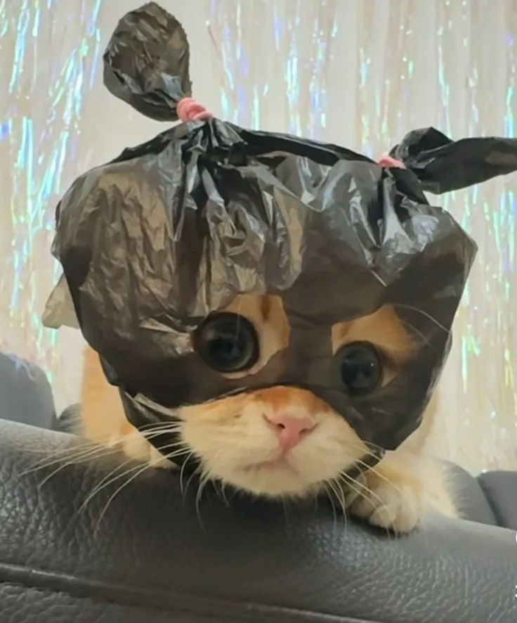 funny pic profile picture meme cat dp