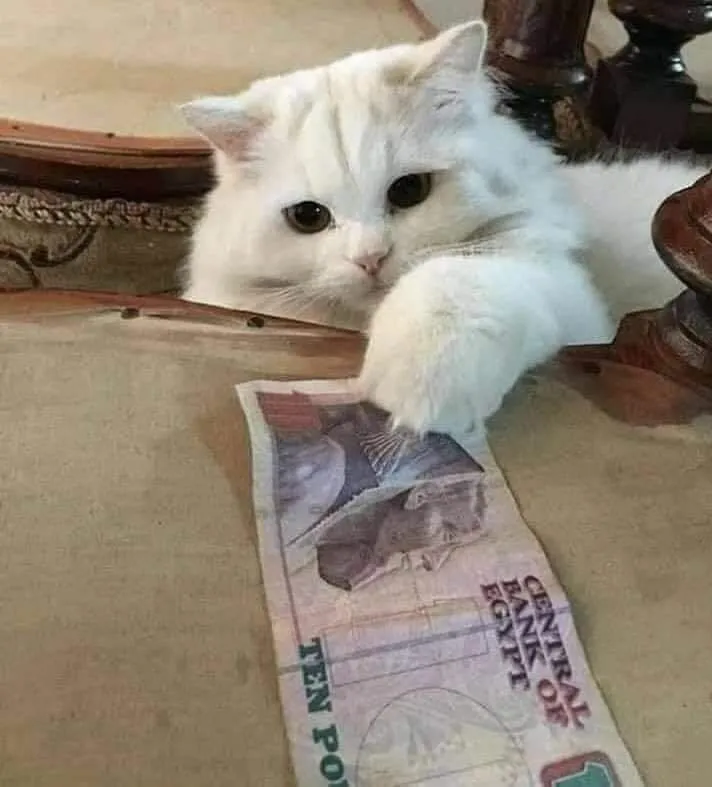funny whatsapp meme cat dp