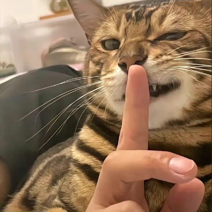 meme cat dp for instagram