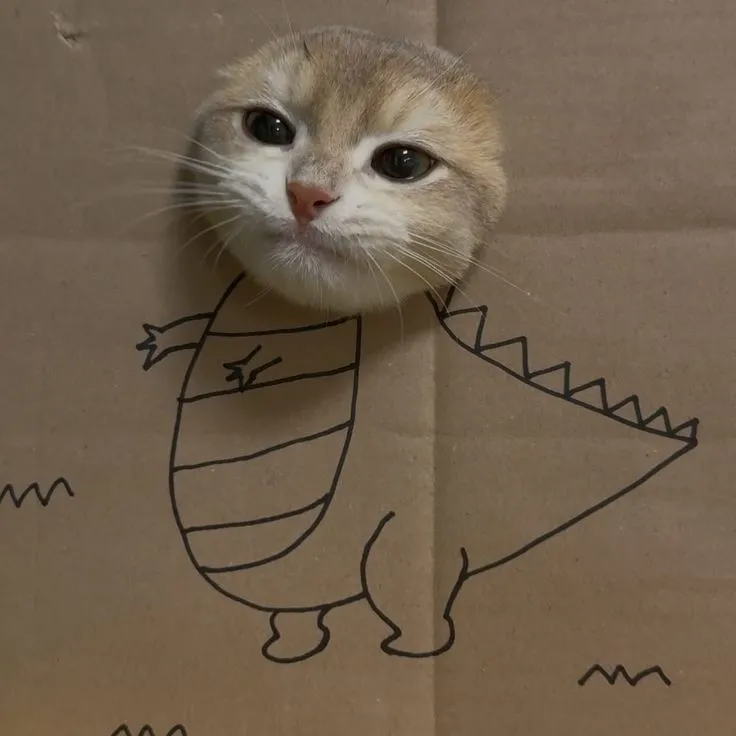 meme cat dp for whatsapp