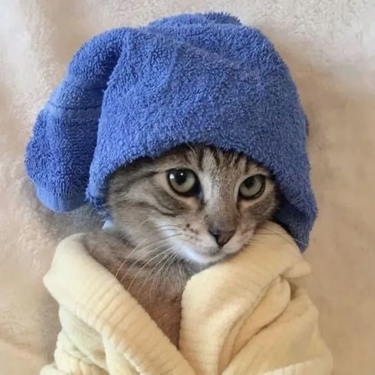 meme cat dp