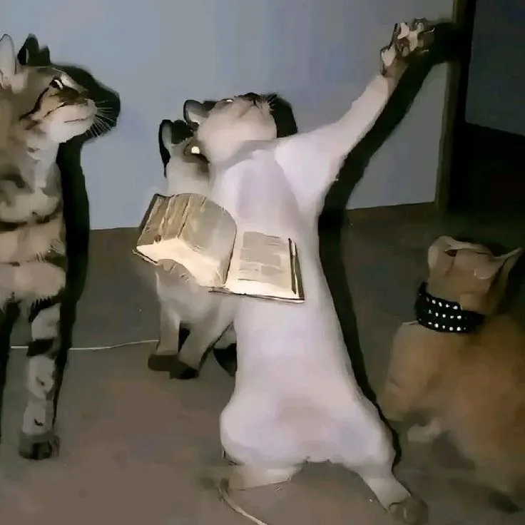 profile picture meme cat dp