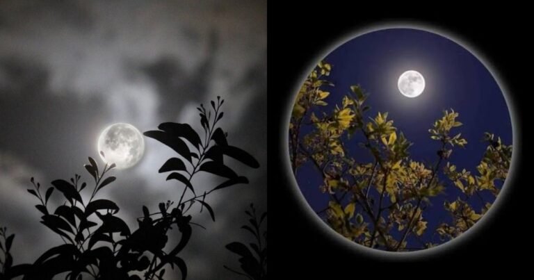 Moon DP