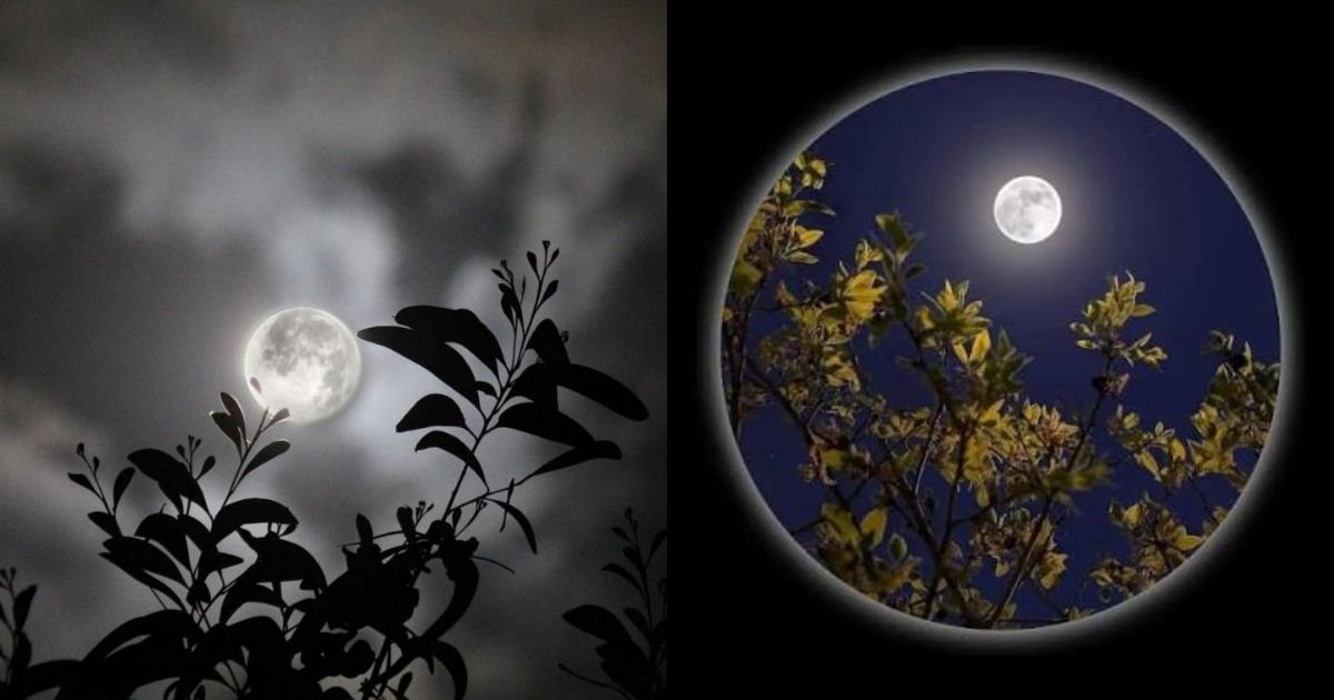 Moon DP